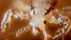 К чему снятся ВШИ или видеть ВШЕЙ во сне ★ Толкование Снов ★ СОННИК 3.0™