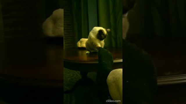 2020 07 Max смотреть онлайн