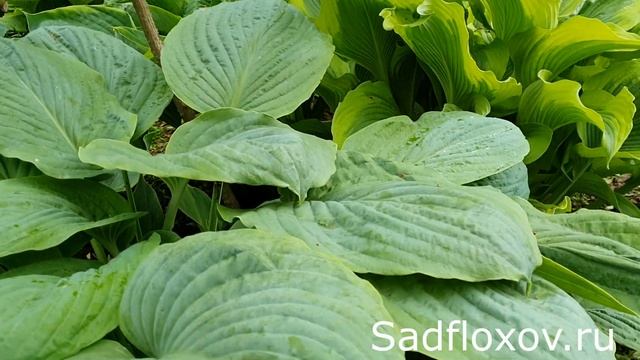 Хоста-гигант Амос (Amos) в моем саду смотреть онлайн