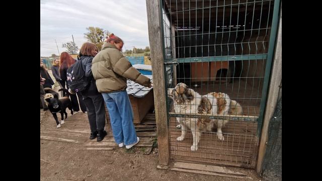 Акция "Поможем хвостикам" смотреть онлайн