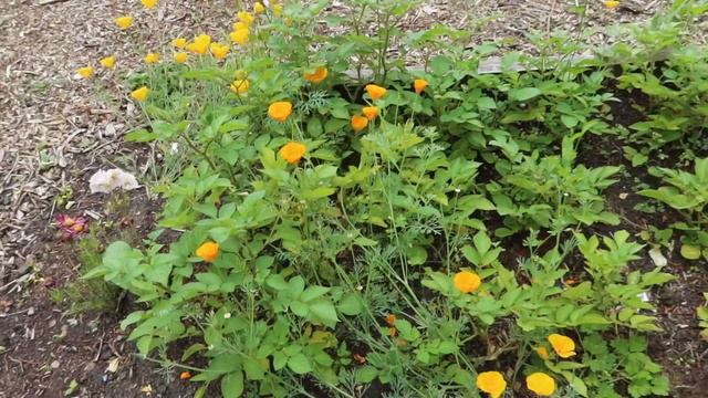 JUNE 2023 ALLOTMENT GARDEN TOUR / ALLOTMENT GARDENING FOR BEGINNERS смотреть онлайн