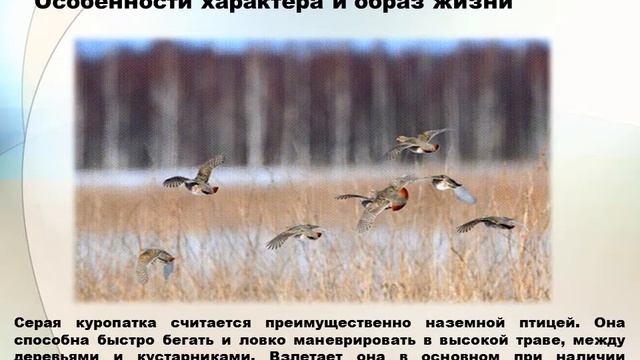 Анимированное видео (Gif) « Серая куропатка. Семейство фазановые. Отряд курообразные » смотреть онлайн