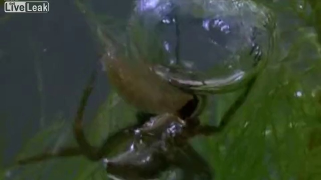 Добывание кислорода пауком смотреть онлайн