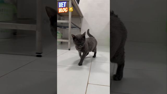 Сложный диагноз? часть 1 #vet #vetvlog #cat смотреть онлайн