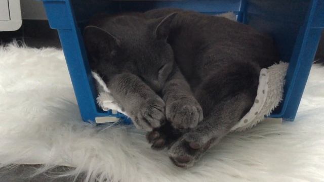 Je n’ai jamais vue un chat dans cette position смотреть онлайн