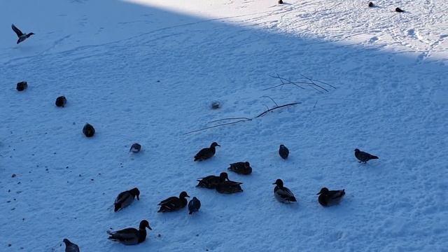 Утки ЗАМЕРЗЛИ в ГОРОДСКОМ ПРУДУ ?? | Почему они НЕ УЛЕТЕЛИ? Прогулка в МОРОЗНЫЙ ДЕНЬ ❄? смотреть онлайн