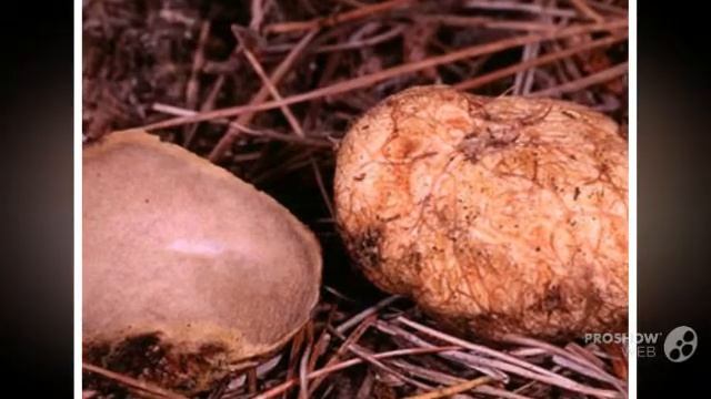 Rhizopogon ochraceorubens - fungi kingdom смотреть онлайн