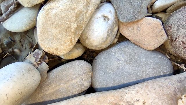 Поиск паука волка Arctosa cinerea смотреть онлайн