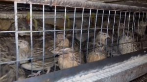 Норма,плотность посадки перепелов.