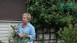 ВСЕ О ЖИМОЛОСТЯХ БРАУНА И КАПРИФОЛЬ! ОНИ ПРЕКРАСНЫ!