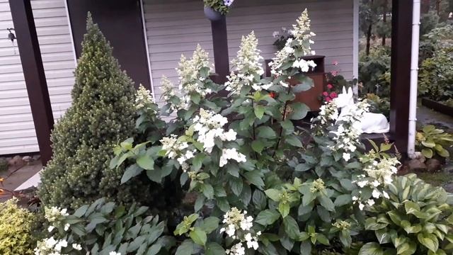 Прогулка по саду во время дождя?Гортензии и новая нимфея. смотреть онлайн