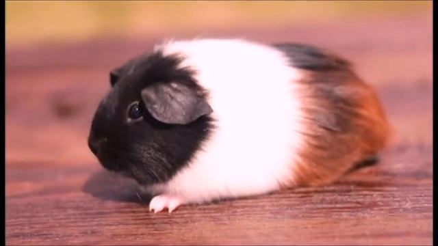 Морская свинка гладкошерстная, окрас черепаховый с белым смотреть онлайн
