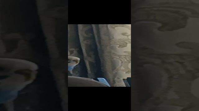 Вова кемеровски Джиган