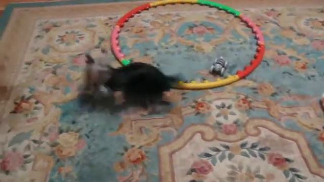 Йоркширский терьер Мышка играет - 2. смотреть онлайн