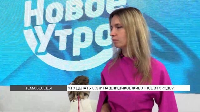 Что делать, если нашли в городе дикое животное? смотреть онлайн