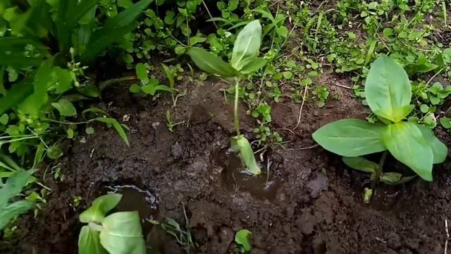 Циния низкорослая.КАК САЖАТЬ смотреть онлайн