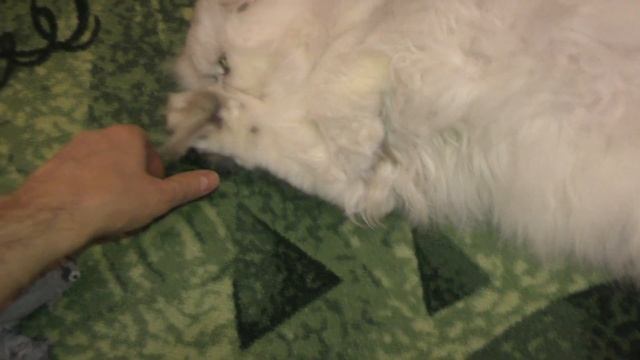 Кот с розовым пузом родственник колана смотреть онлайн