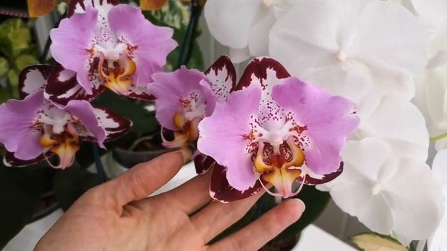Орхидея Phalaenopsis Fangmei Black Piano ? Орхидеи бабочки? смотреть онлайн