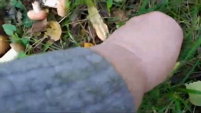 Букет грибов-зонтиков для мамы. Сентябрьская грибная охота на беленькие, подосиновики и всяко разно смотреть онлайн