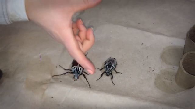 БЛОГ #4 - Домашние жуки Coleoptera (Жук-голиаф - самый большой жук) смотреть онлайн