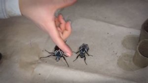 БЛОГ #4 - Домашние жуки Coleoptera (Жук-голиаф - самый большой жук)