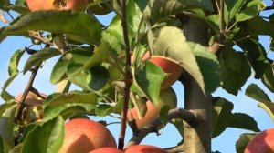 Яблоня ЦУЯ РИХАРД (на 07.08. и 30.08.) и яблоня СОЛНЫШКО