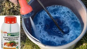 ТОМАТ ПЕРВОКЛАШКА - РАННЕСПЕЛЫЙ РОЗОВЫЙ ВКУСНЫЙ СОРТ. НЕПЛОХАЯ УРОЖАЙНОСТЬ НО ЕСТЬ МИНУСЫ