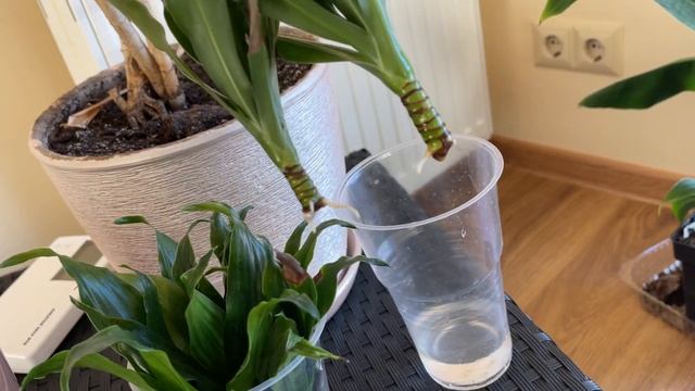 КАК укоренить драцену. Результат укоренения драцены в воде. смотреть онлайн