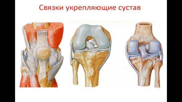 Присед-красота