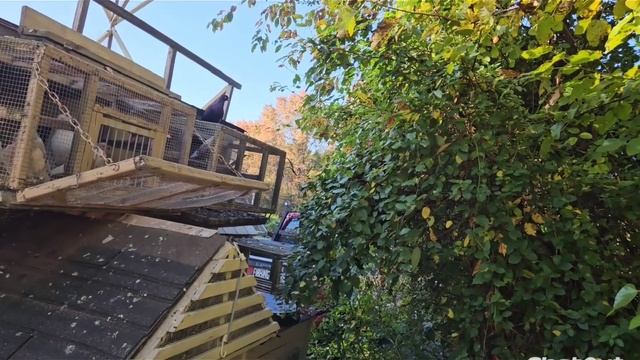 #голуби #иммиграция #сша Зачем ты их держишь ? Они же страшные ! смотреть онлайн