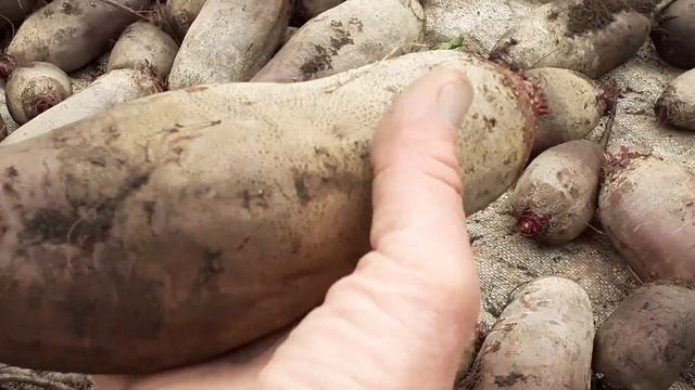 свекла - урожай 2022г. ( часть 1)