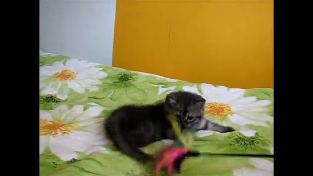 Кукольный мальчик - редчайший окрас черный дым - британский котенок! смотреть онлайн