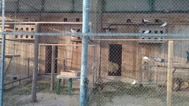 контактный зоопарк смотреть онлайн