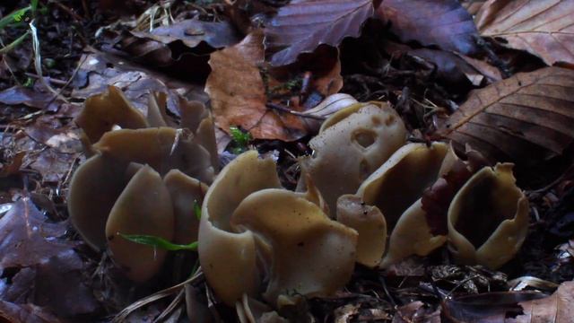 Otidea alutacea смотреть онлайн