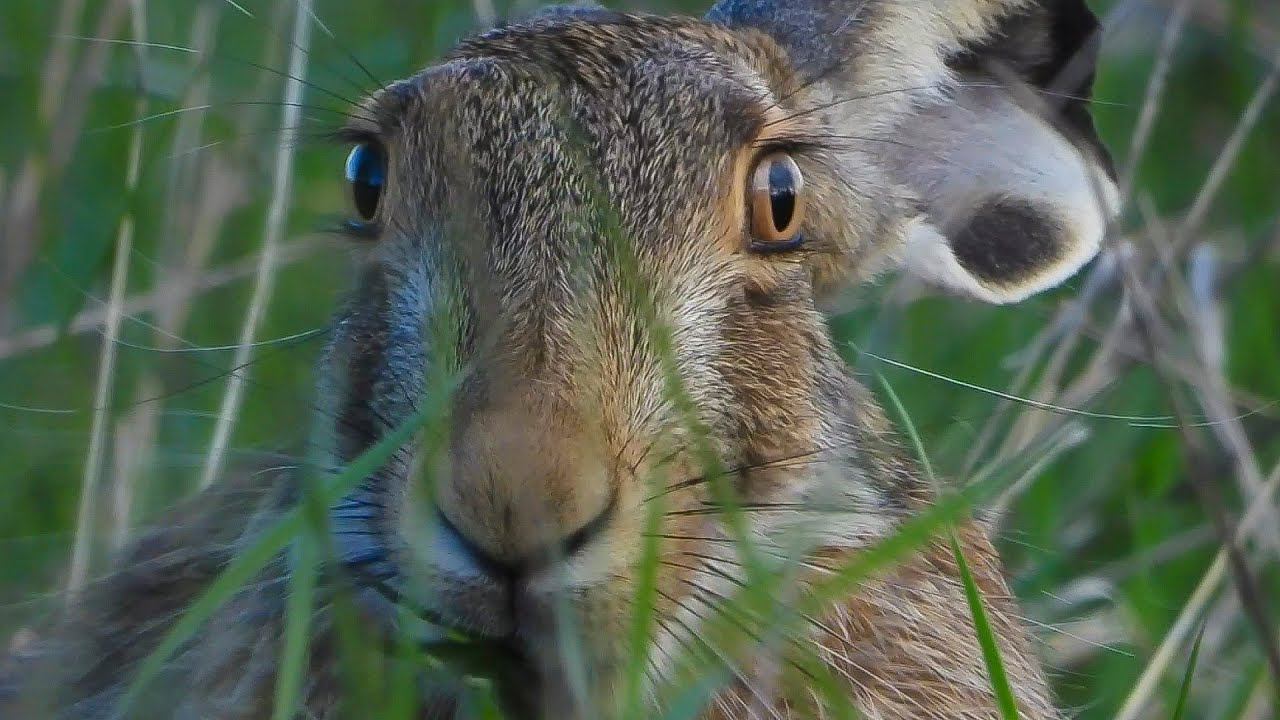 Very cute hare in the grass смотреть онлайн