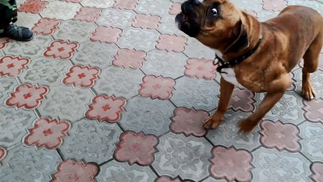 Боксер собака✅ миролюбив к людям❗❗❗ Boxer dog✅ is peaceful to people❗❗❗ смотреть онлайн
