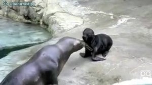 Морские львы кричат человеческим голосом 1