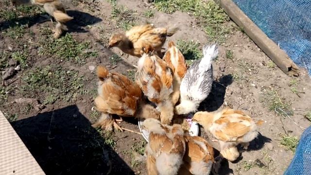 Цыплята брама 20 дней смотреть онлайн