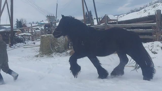 Бельгийский тяжеловоз в Республике Алтай. смотреть онлайн