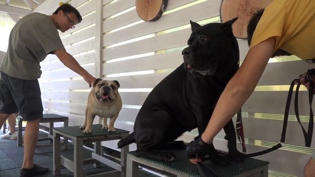 Догтренинг 659. Интеллектуальная дрессировка: бульдог, корса, ка-де,бо, веймаранер. смотреть онлайн