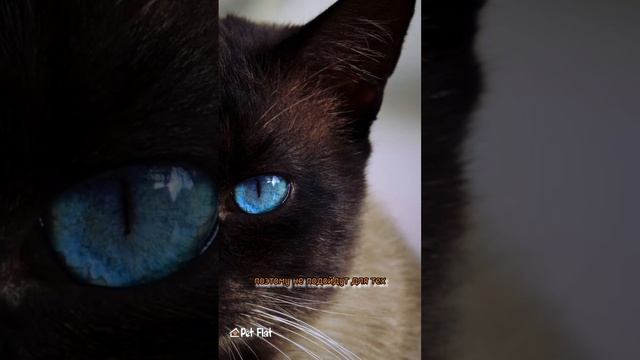 СИАМСКАЯ кошка! Характер, происхождение, рекомендации. PET FLAT смотреть онлайн