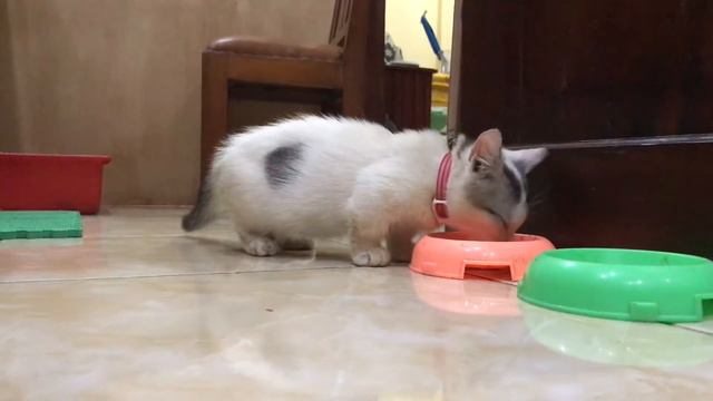 Kucing Munchkin Namanya Vici Lagi Makan Banyak смотреть онлайн