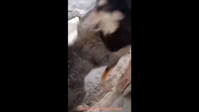 Самые смешные домашние животные. Видео подборка. Выпуск#17. смотреть онлайн