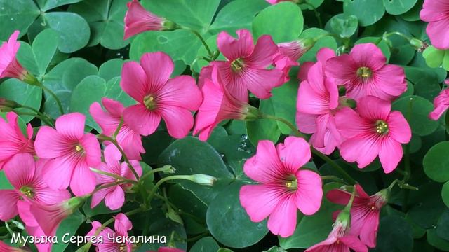 За далью даль... трогает до глубины души...Невероятно красивая музыка Сергея Чекалина