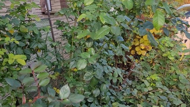 Опята в моем полисаднике. смотреть онлайн