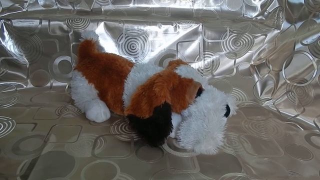Tricolor snoring dog. Трехцветная собака-храпун. смотреть онлайн