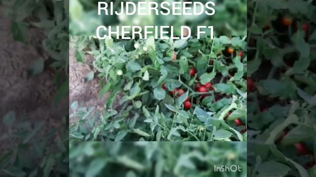 Помидор ЧЕРФИЛД F1 (Cherfield F1) - томат для цельноплодного консервирования и свежем виде. смотреть онлайн