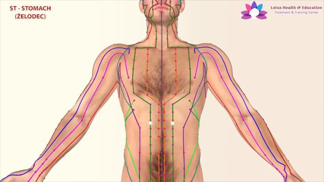 Stomach Meridian смотреть онлайн