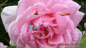 Роза канадская парковая Ламберт Клосс ? Ламберт Клосс обзор: как сажать, саженцы розы Ламберт Клосс