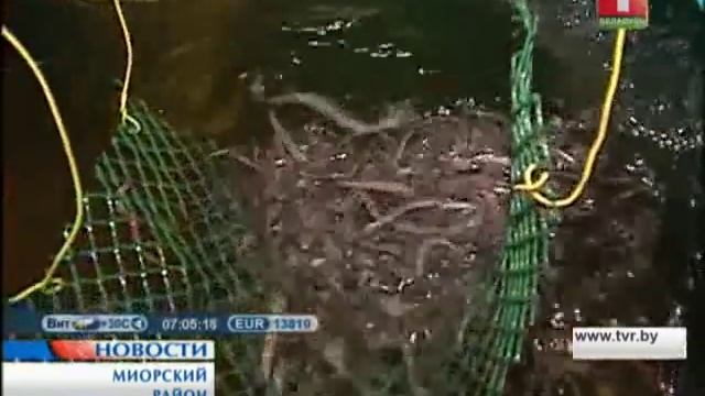 Рыбоводческая ферма по разведению угря смотреть онлайн